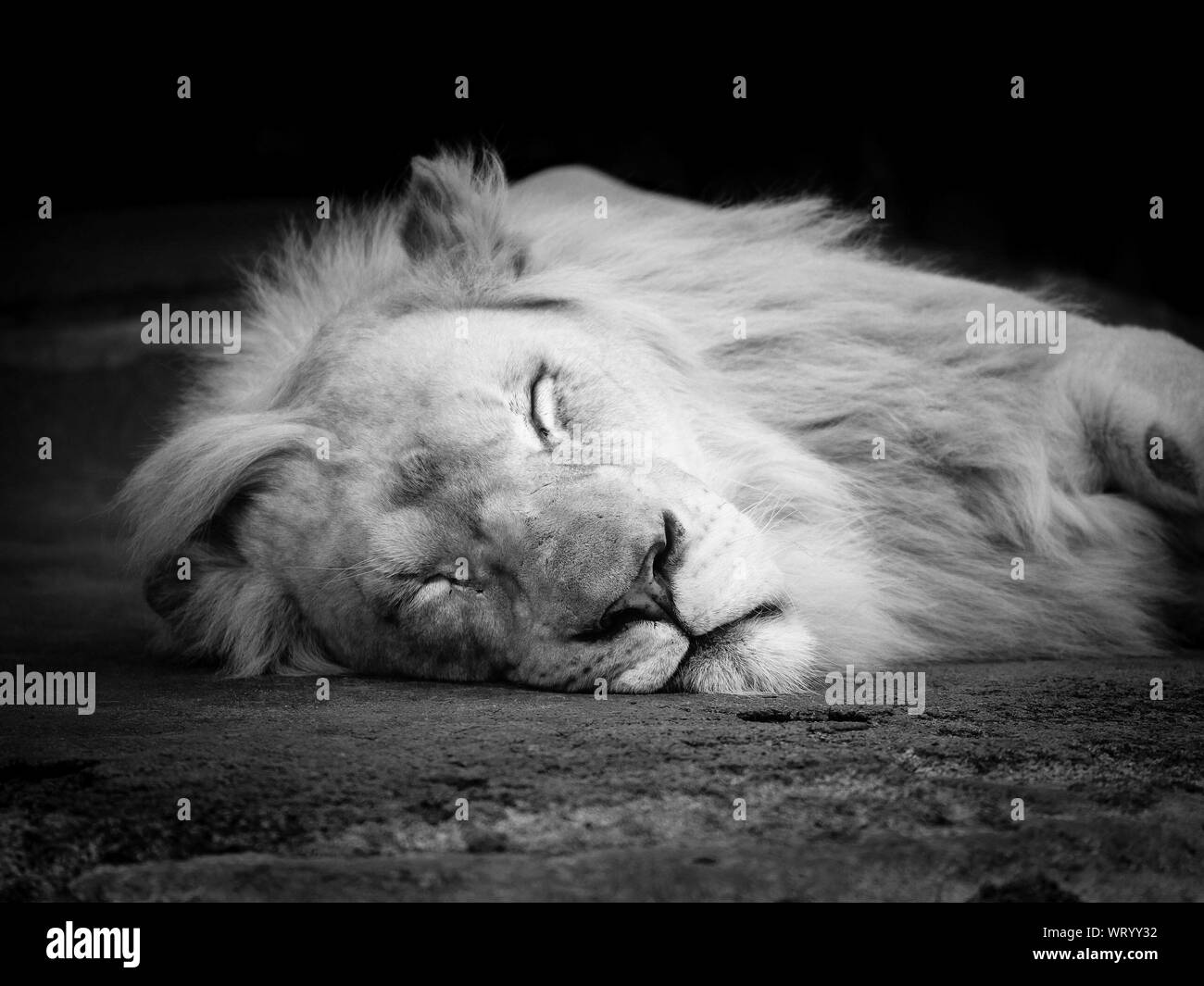Lion Sleeps on back. Фф sleeping lions автор litmasily