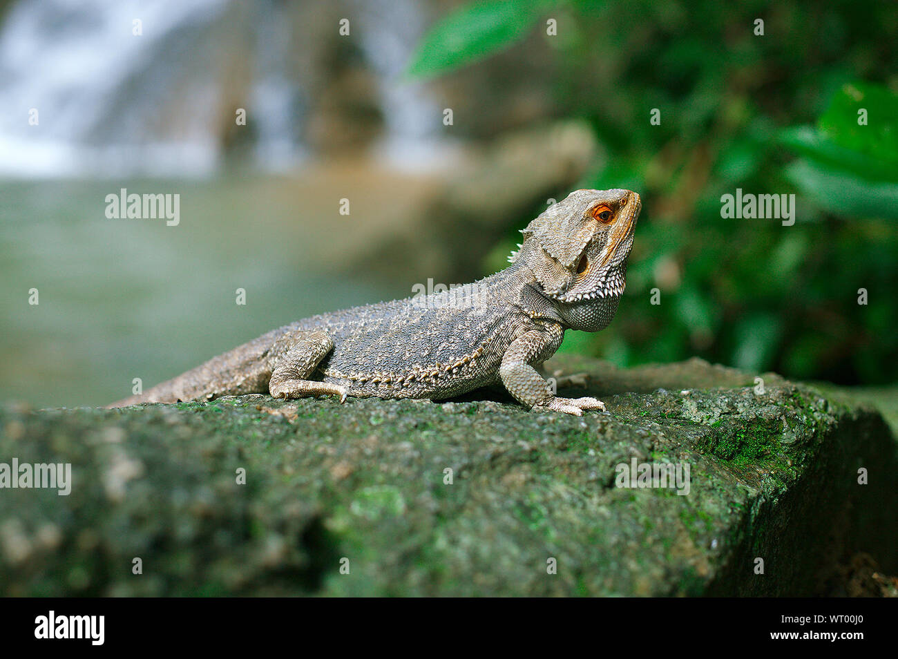 Close-up Of Lizard Stock Photo
