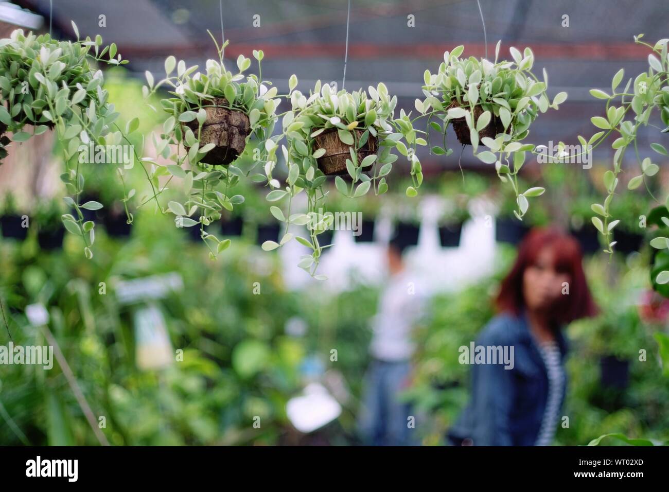 Greenhouse baskets hires stock photography and images Alamy