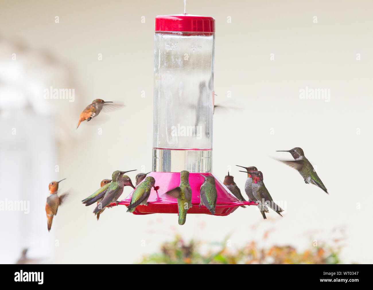 Anna's and Allen's Hummingbirds Feeding Frenzy Stock Photo