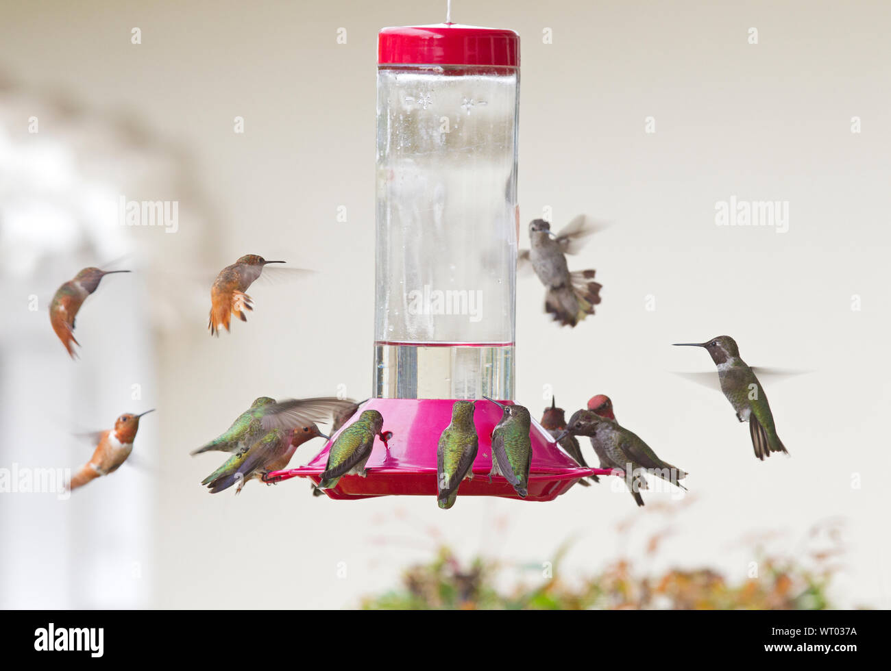 Anna's and Allen's Hummingbirds Feeding Frenzy Stock Photo