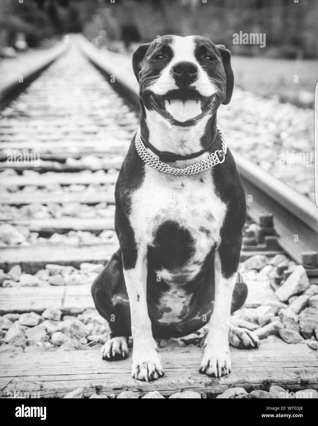 portrait-of-dog-sitting-on-railroad-track-stock-photo-alamy