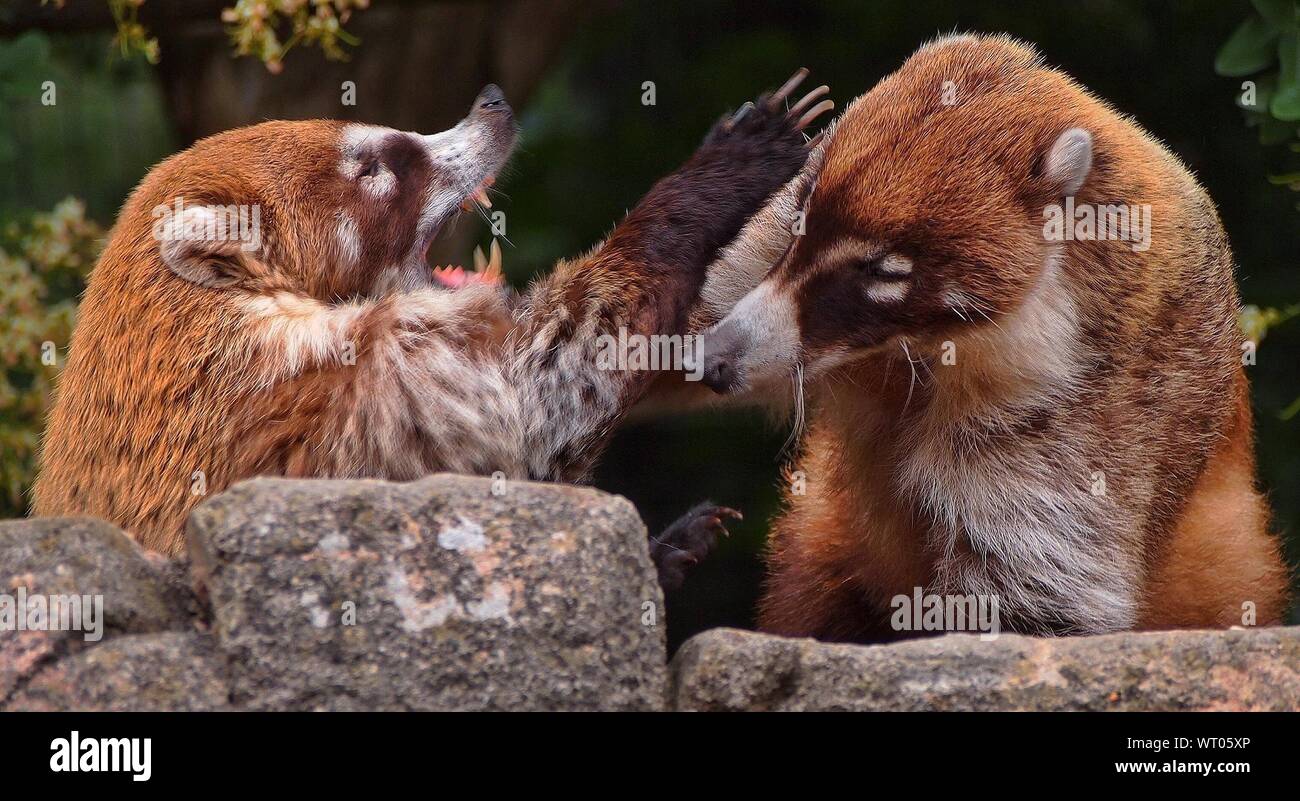 Two Coatis Fighting Stock Photo