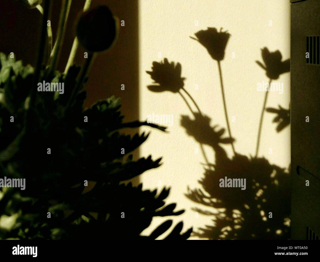Plants Growing In Wall High Resolution Stock Photography and Images - Alamy