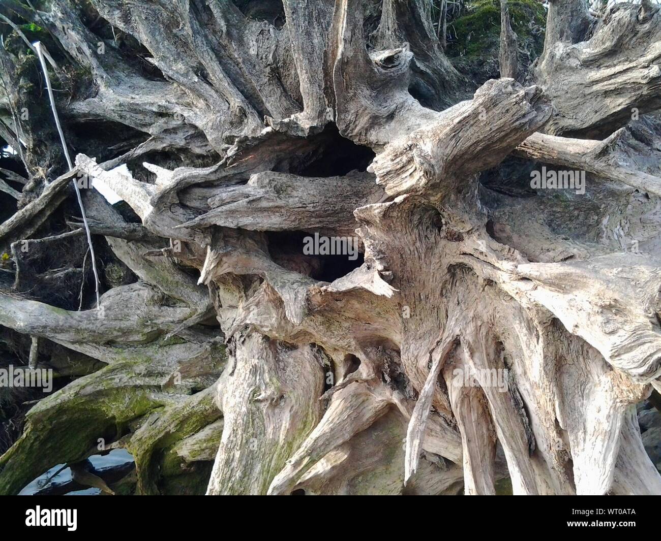 Dead tree bark hires stock photography and images Alamy