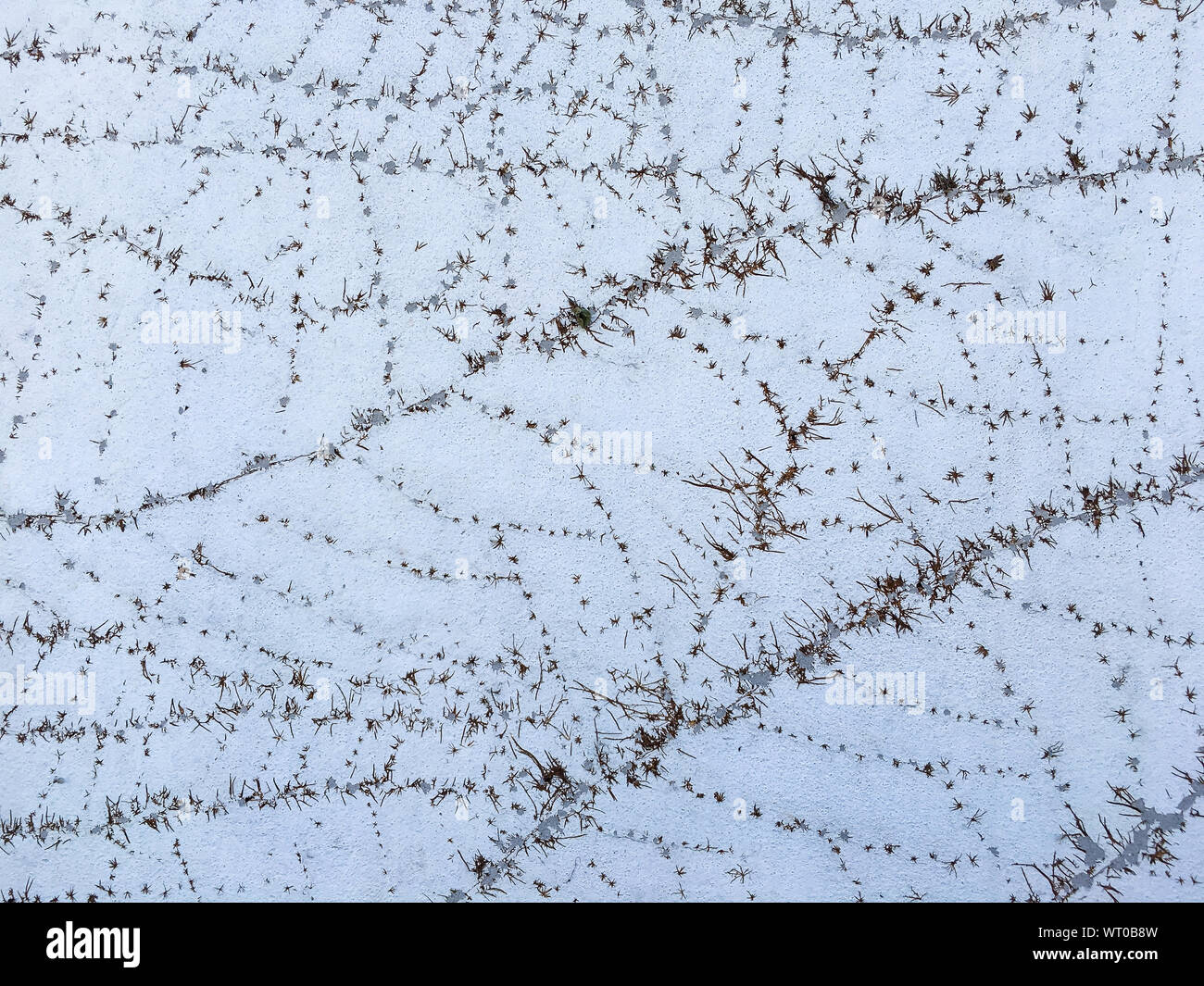 Dry Coatbuttons, Dry Mexican daisy on concrete wall background, Abstract background Stock Photo