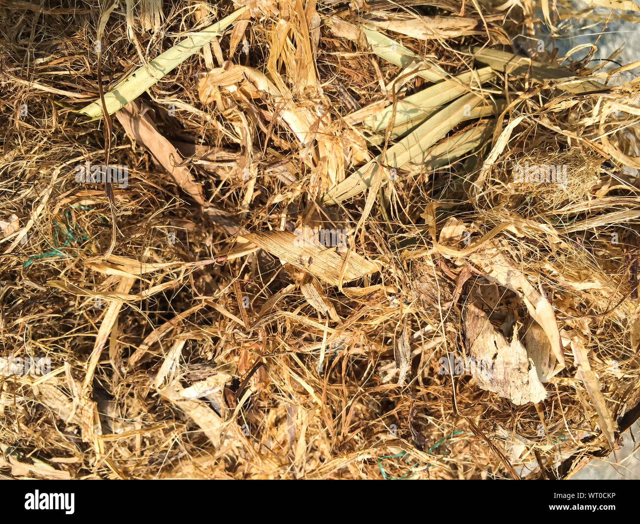 Squirrels' nest fallen on cement ground Stock Photo Alamy