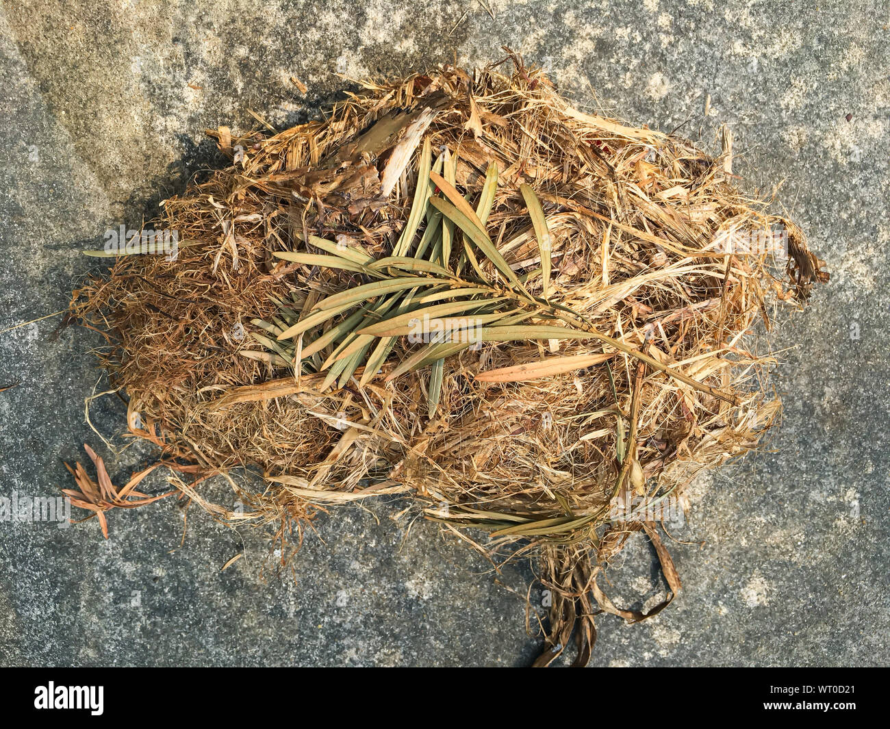 Squirrels' nest fallen on cement ground Stock Photo Alamy