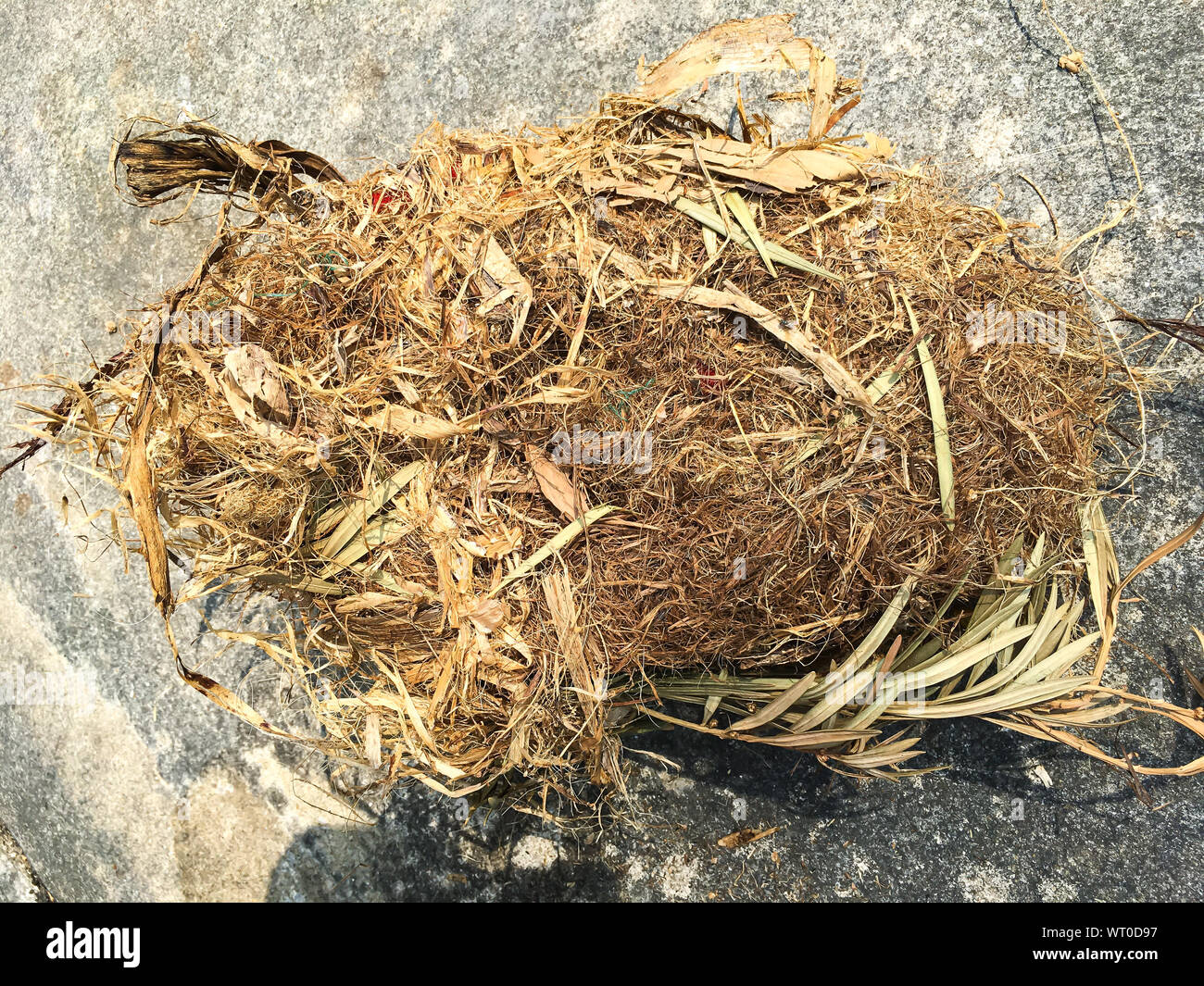 Squirrels' nest fallen on cement ground Stock Photo Alamy