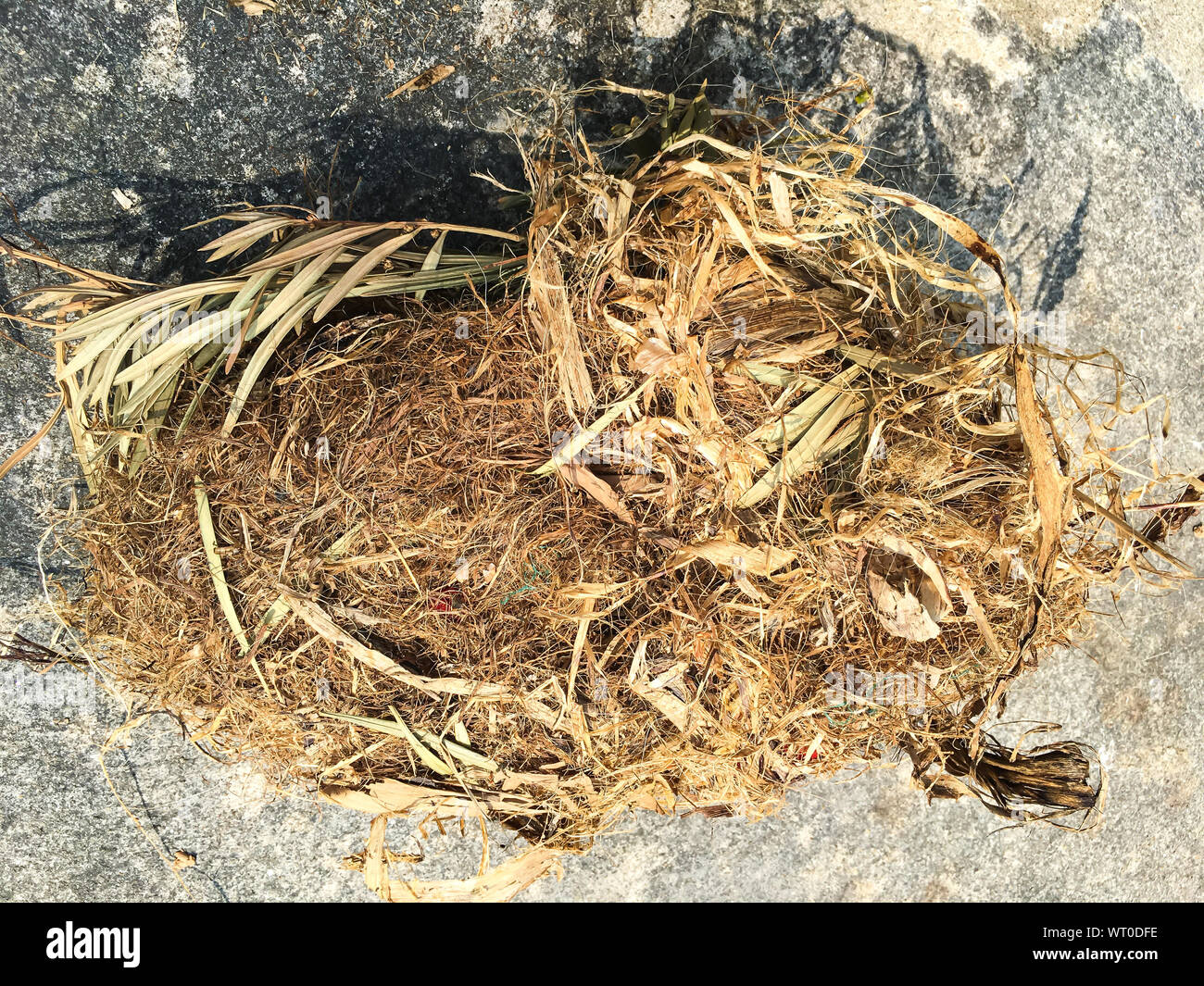 Grey squirrels nest hires stock photography and images Alamy