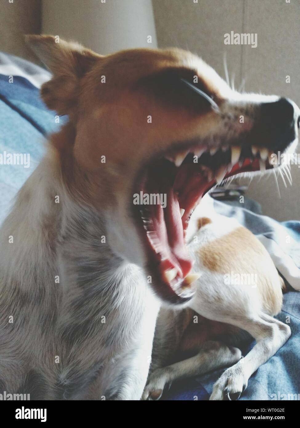 Chihuahua Dog Angry High Resolution Stock Photography And Images Alamy