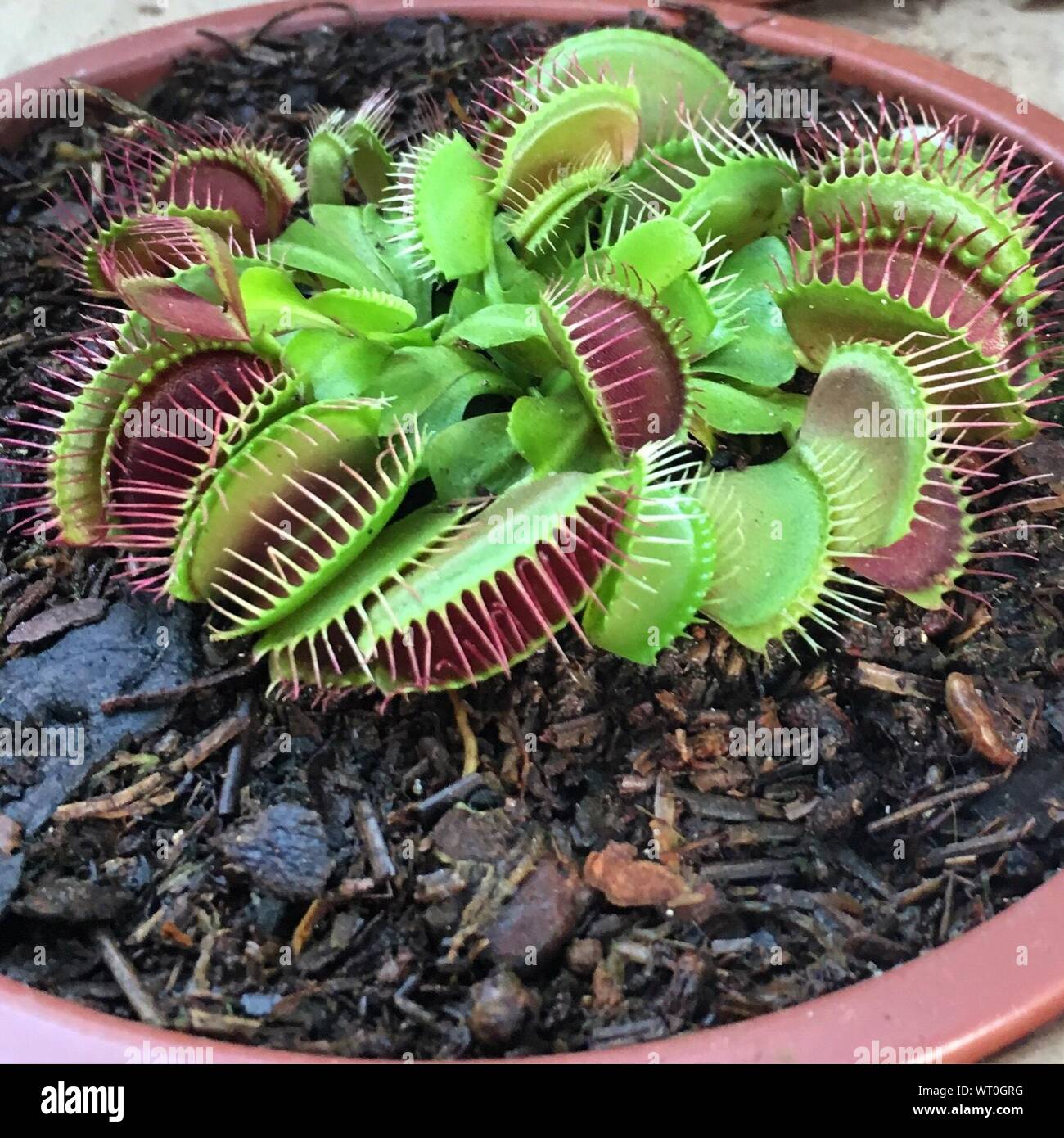 Close-up Of Venus Flytrap Growing In Flower Pot Stock Photo - Alamy