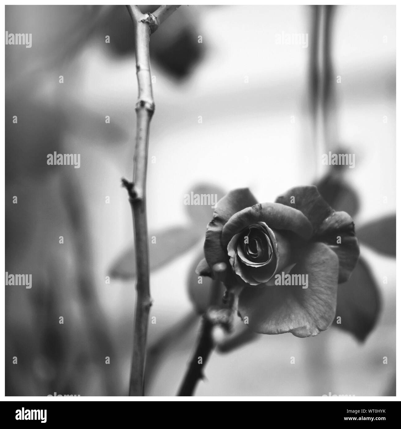 Dead rose Black and White Stock Photos & Images Alamy