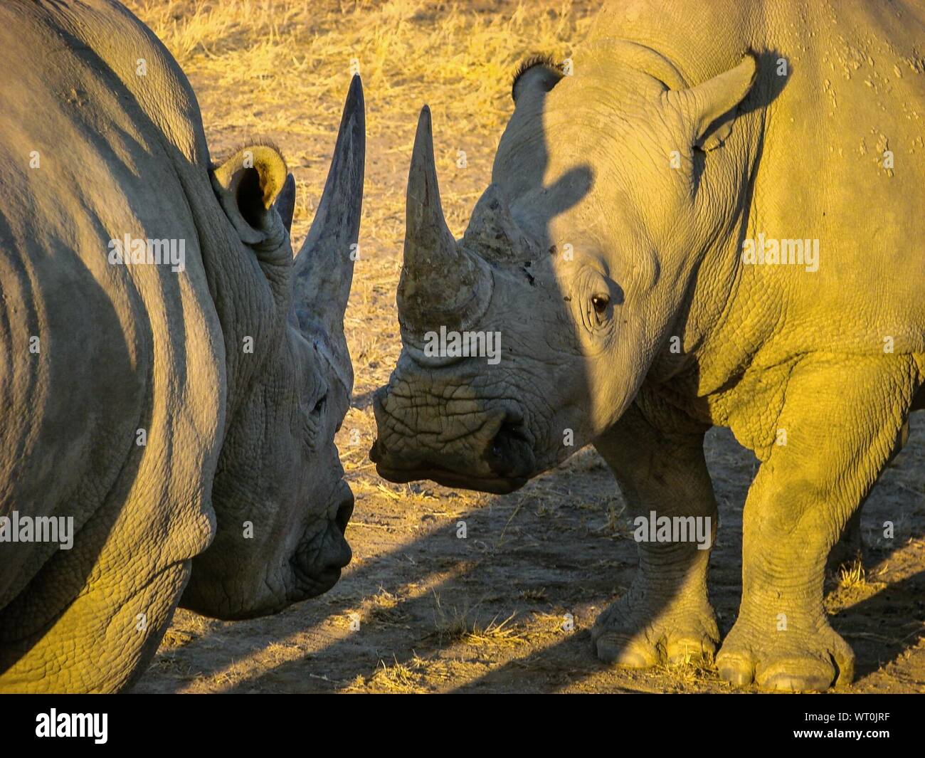 Rhinoceroses Standing Face To Face On Field Stock Photo