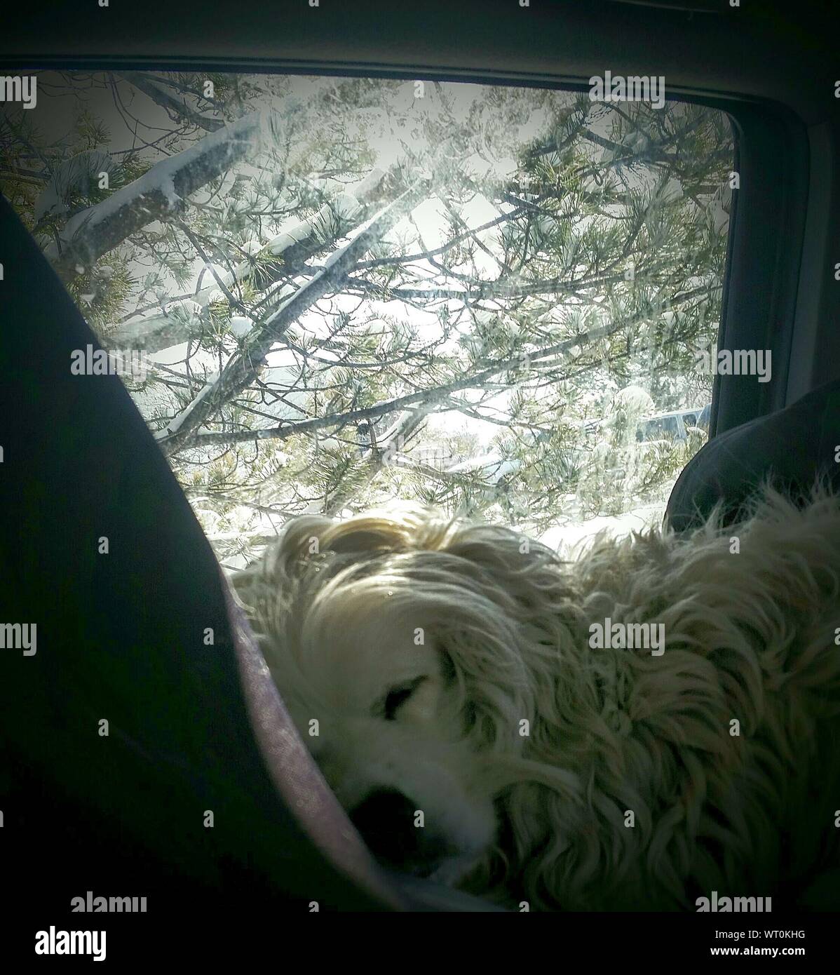 Dog sleeping in car hires stock photography and images Alamy