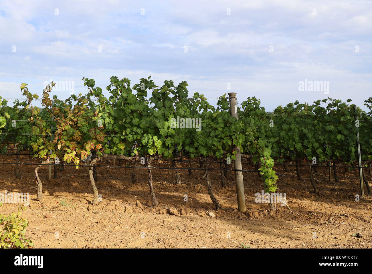 View of vineyards and ripe grapes in Tuscany, Italy Stock Photo