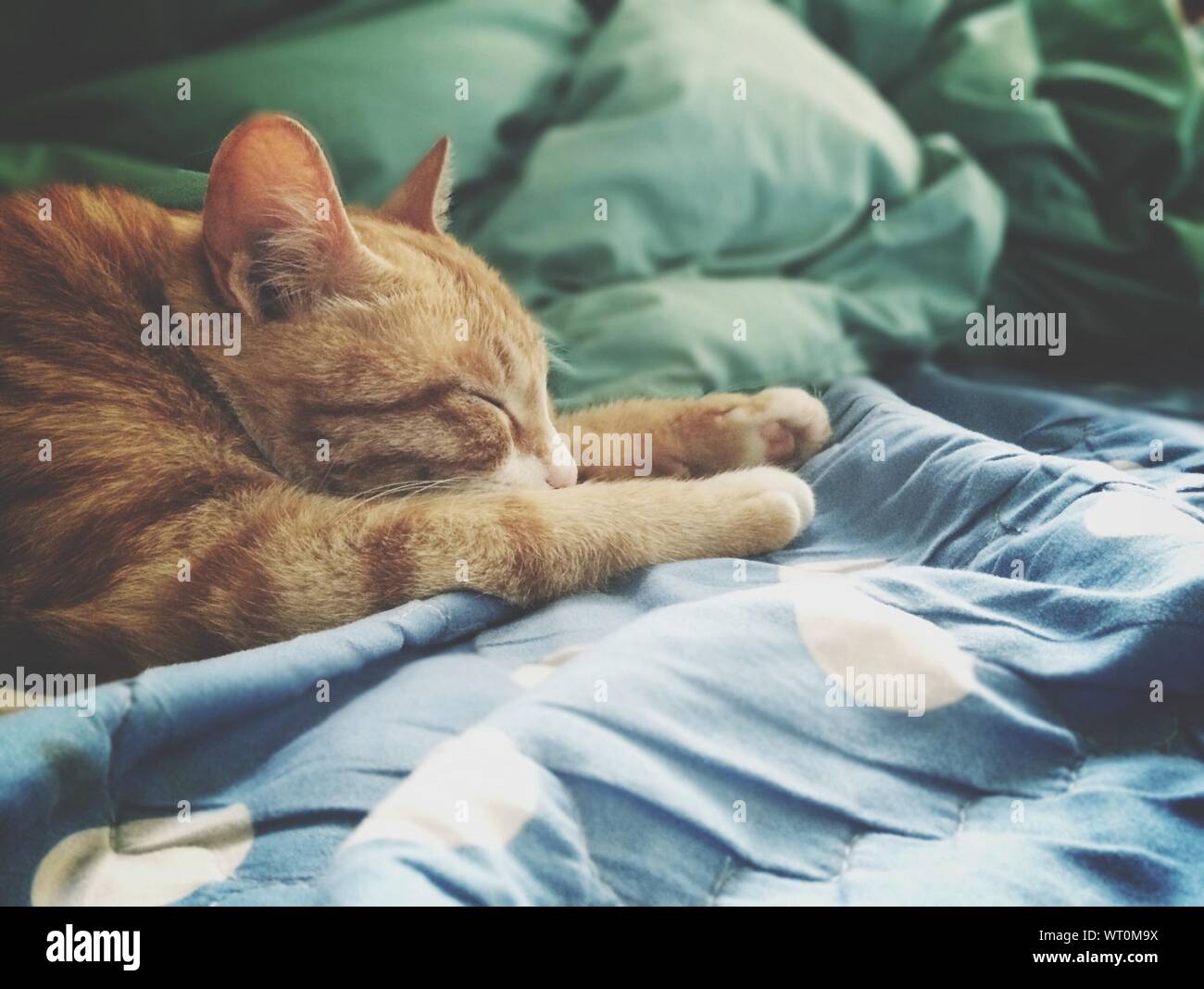 Sleeping cat in bed hires stock photography and images Alamy