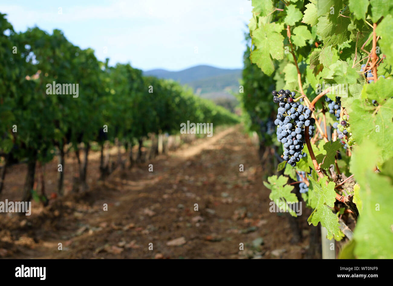 View of vineyards and ripe grapes in Tuscany, Italy Stock Photo