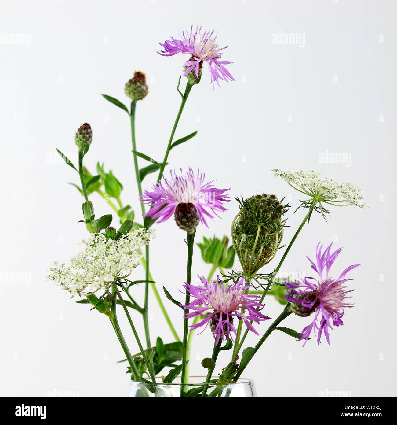Beautiful bouquet of wild flowers, isolated on white background Stock ...