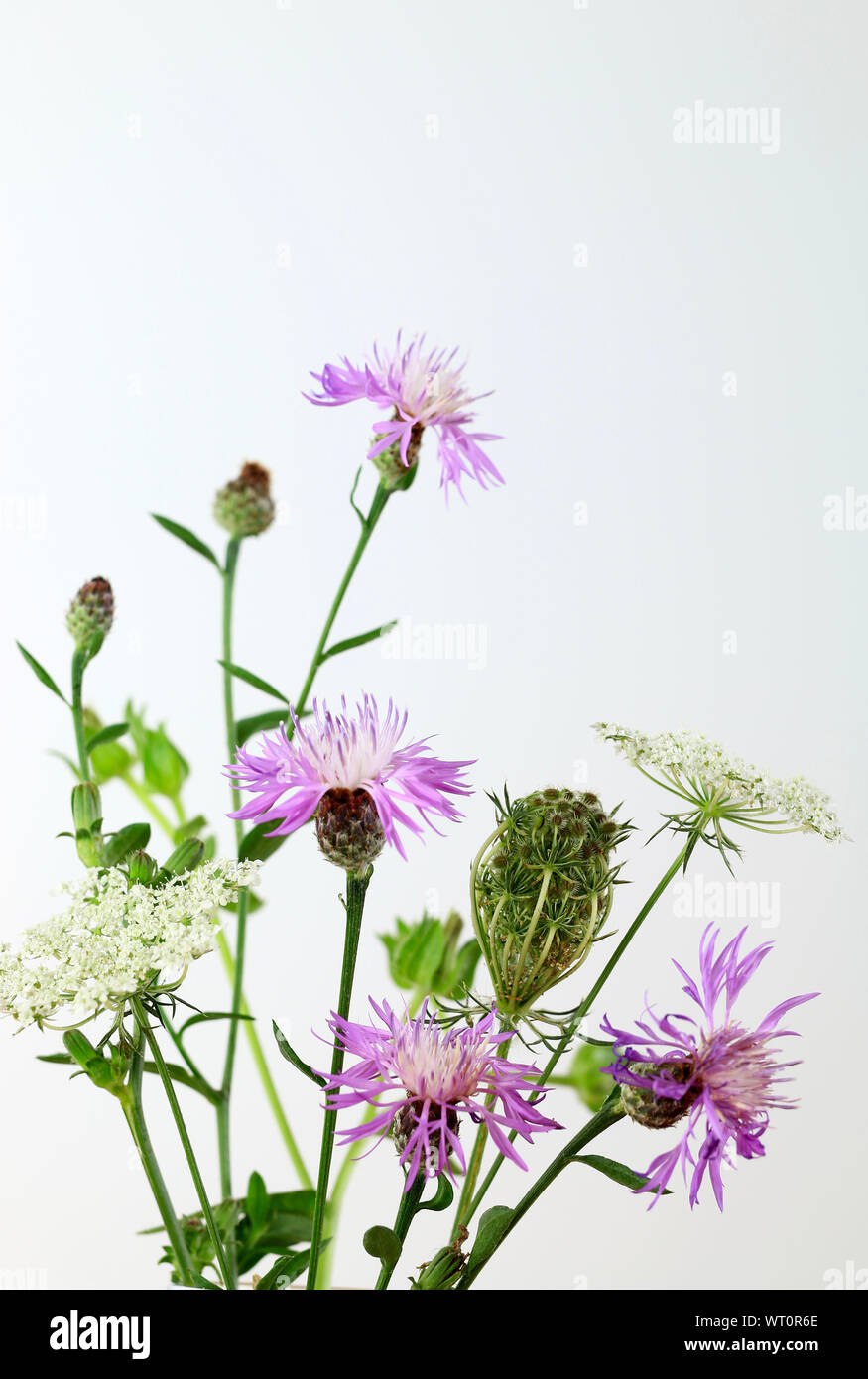 Beautiful bouquet of wild flowers, isolated on white background Stock ...