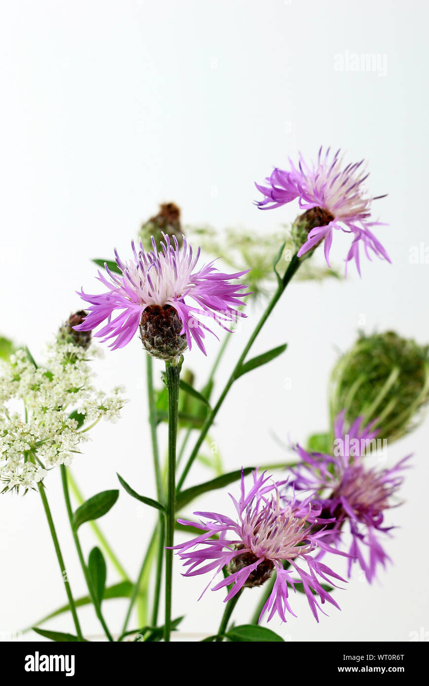 Beautiful bouquet of wild flowers, isolated on white background Stock ...