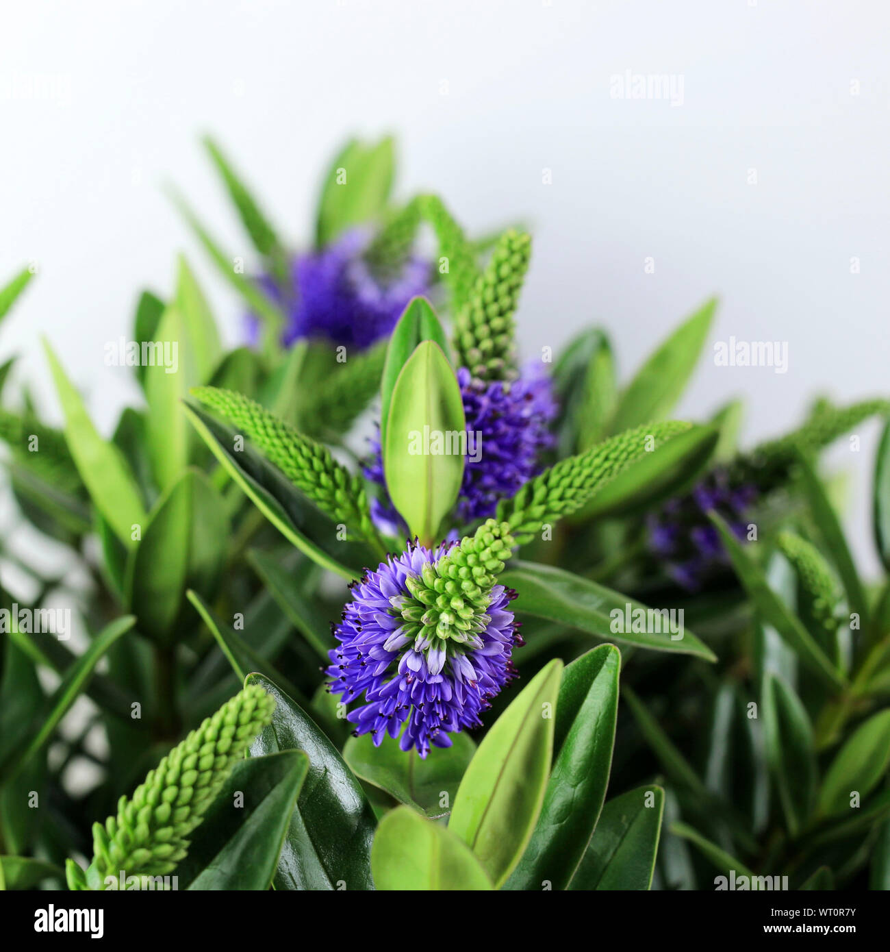 Hebe plant isolated on white background. Close-up. New Zealand plant. Stock Photo