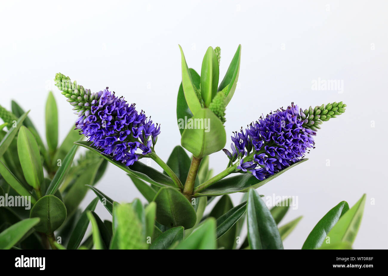 Hebe plant isolated on white background. Close-up. New Zealand plant. Stock Photo