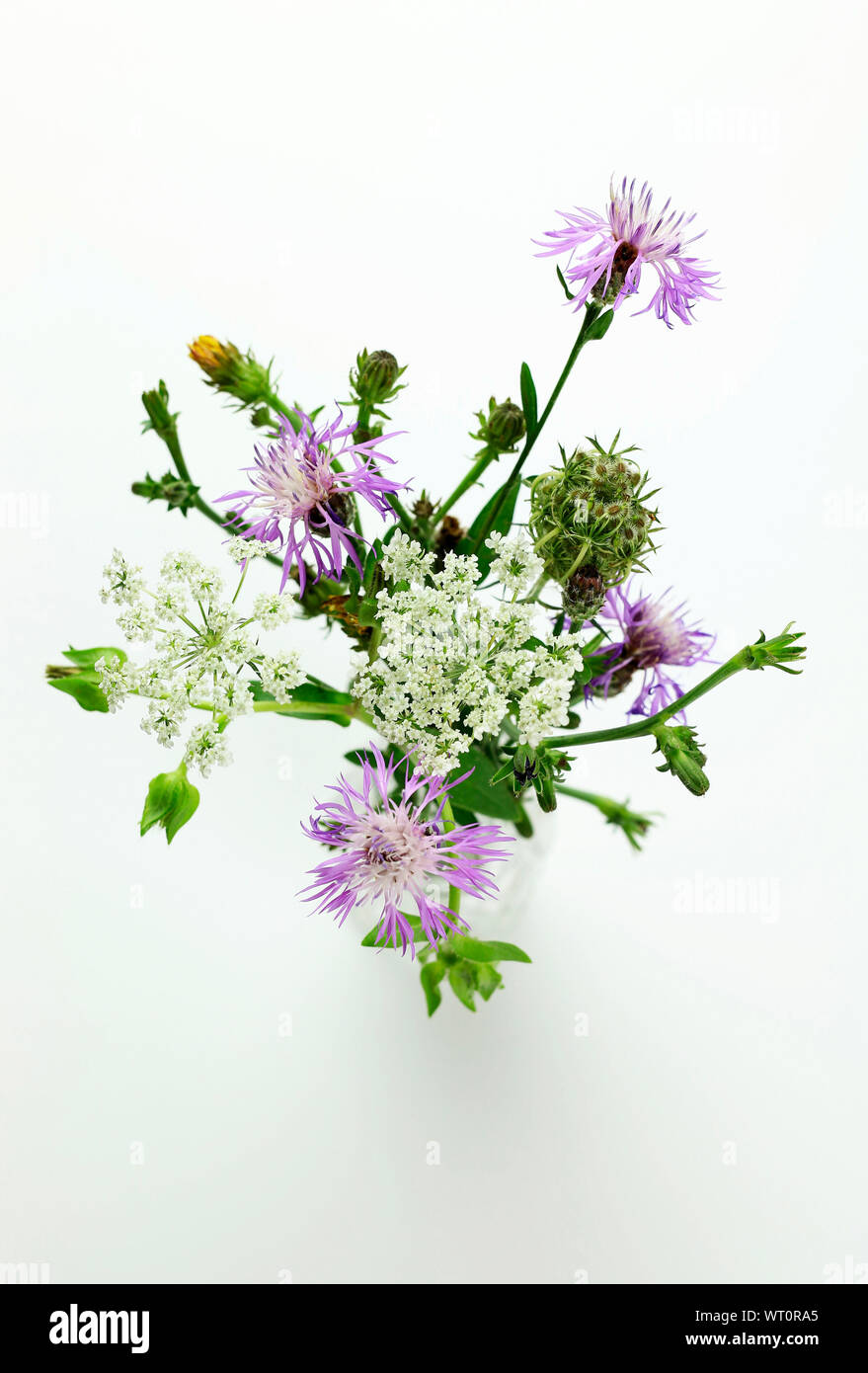 Beautiful bouquet of wild flowers, isolated on white background Stock ...