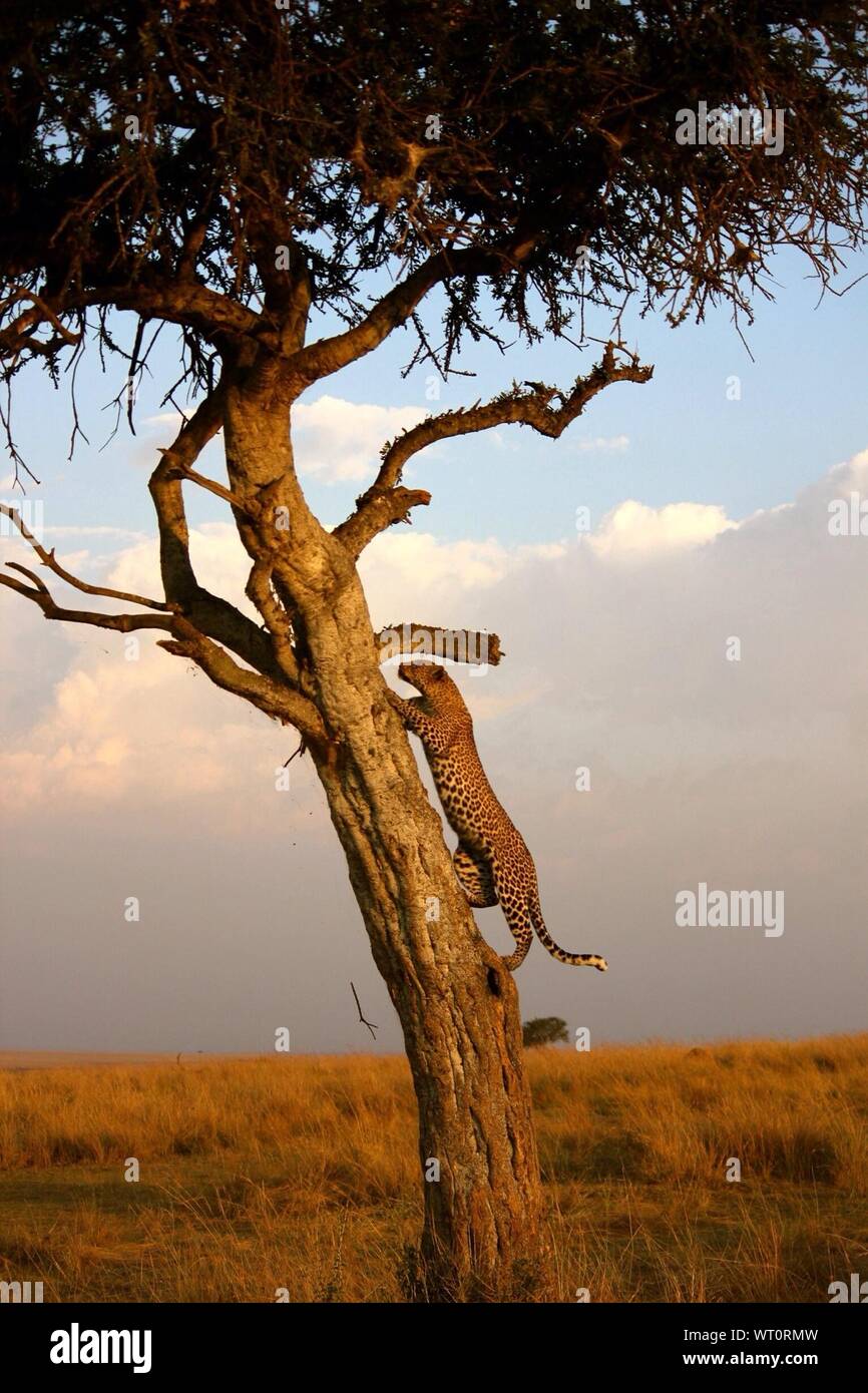 Leopard climbing tree hi-res stock photography and images - Alamy