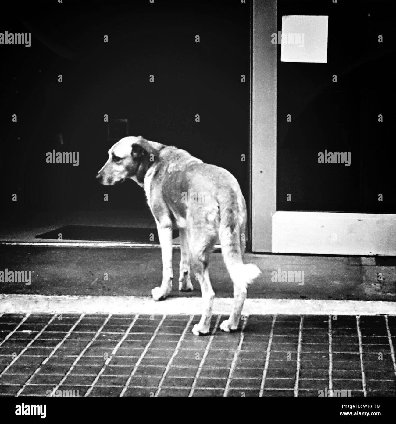 Dog by front door hires stock photography and images Alamy