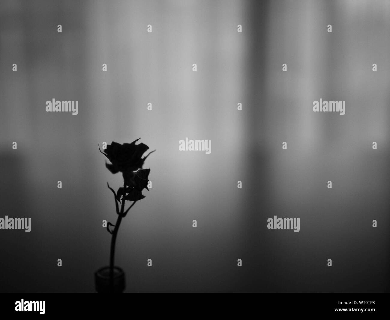 Silhouette flower hi-res stock photography and images - Alamy