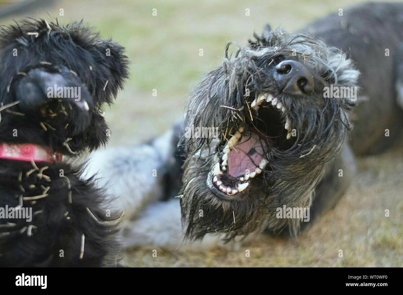 Irish wolfhound barking hires stock photography and images Alamy