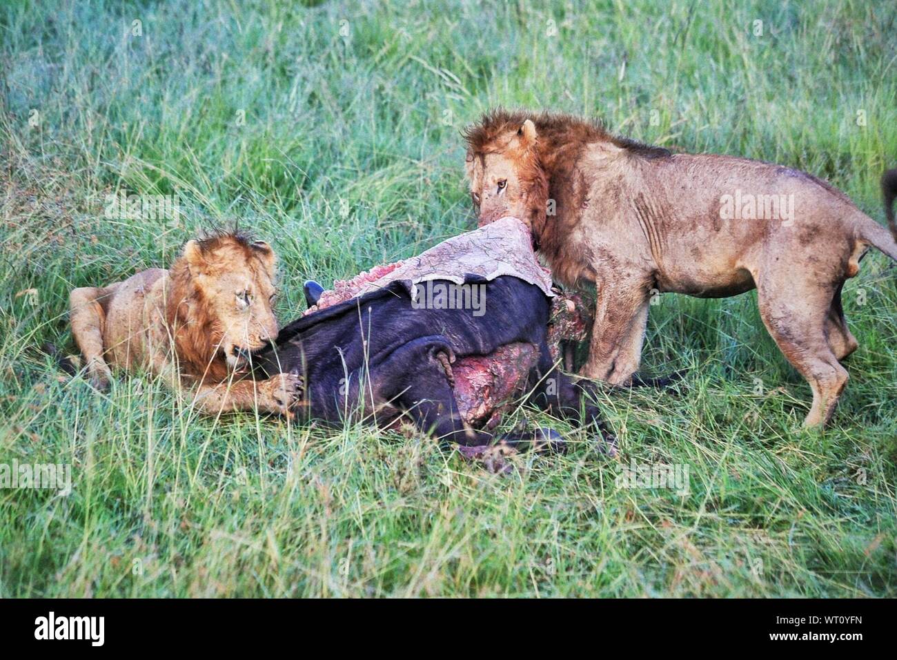 Top 67+ imagen leones devorando a su presa