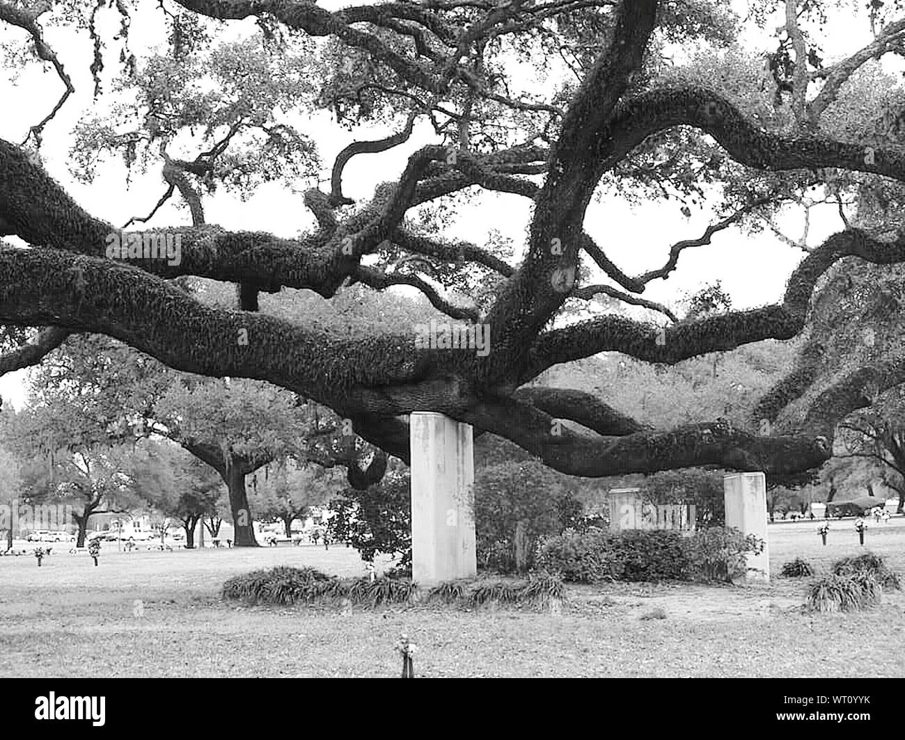 Brookside cemetery hires stock photography and images Alamy