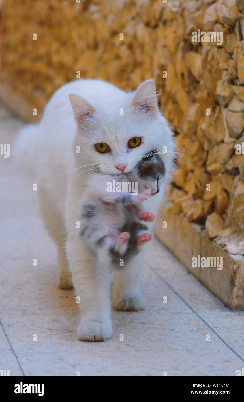 Cat Carrying Kitten Stock Photo Alamy