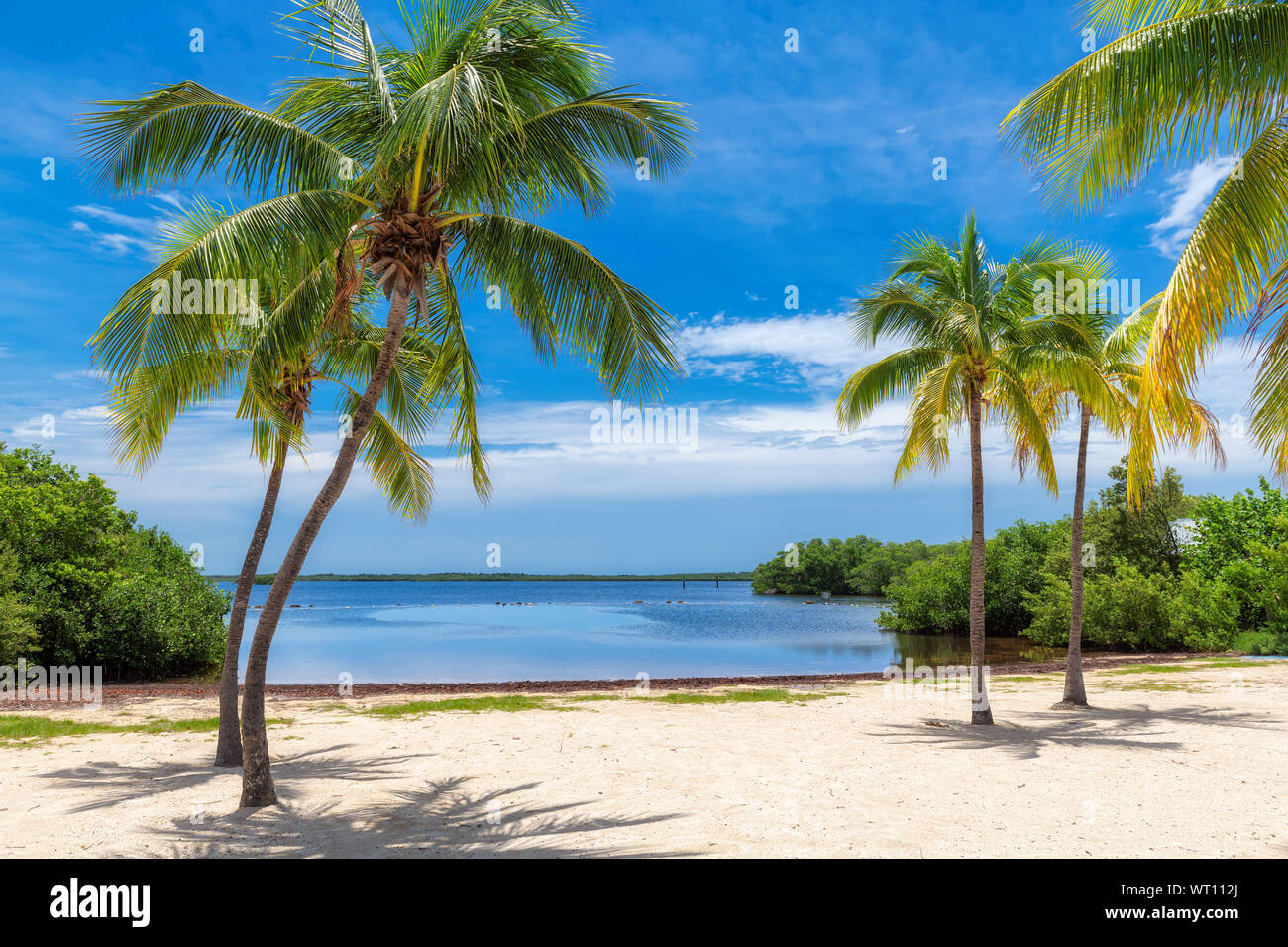 Palm trees on a tropical beach in Florida Keys. Stock Photo