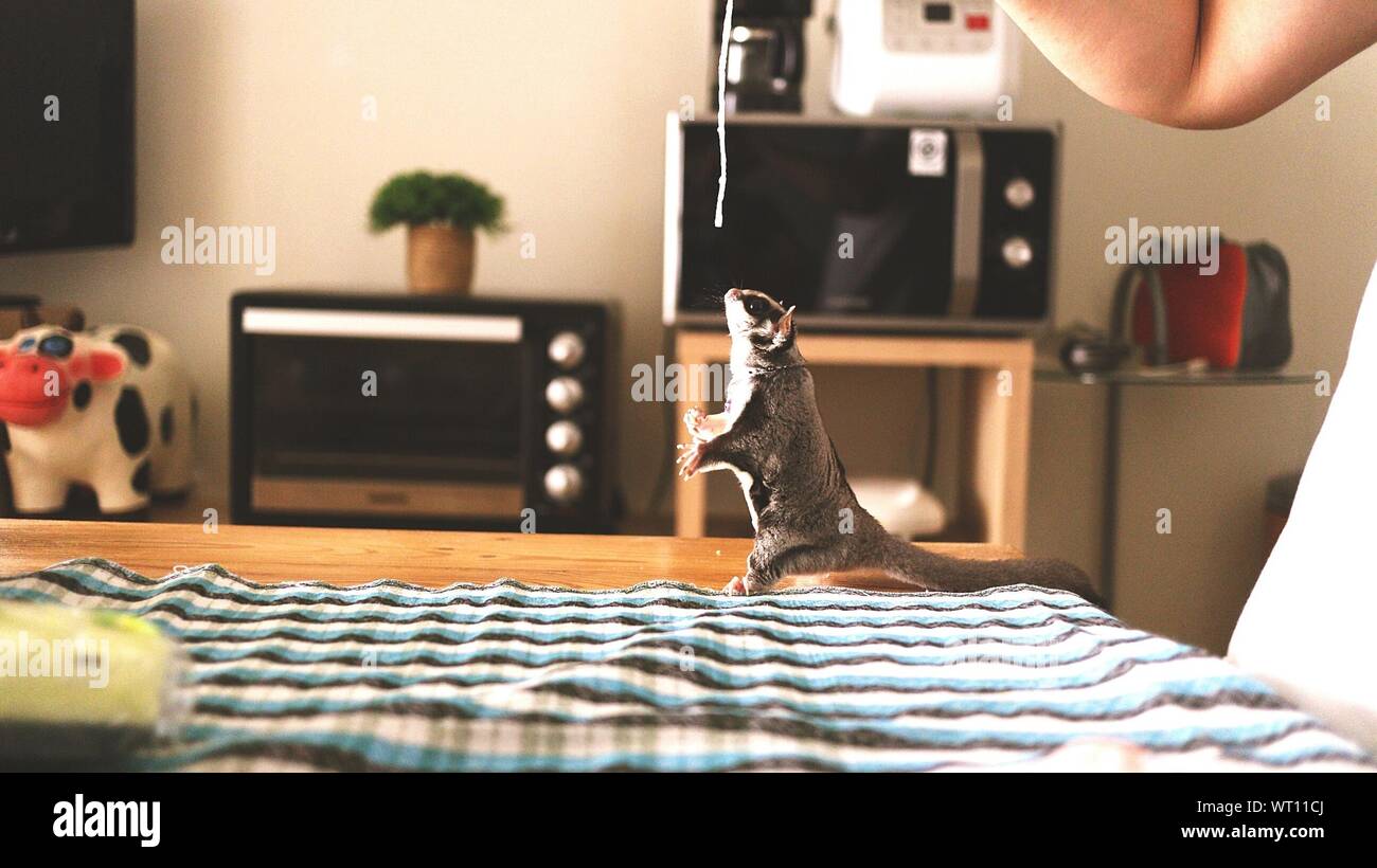 Pet rat hires stock photography and images Alamy