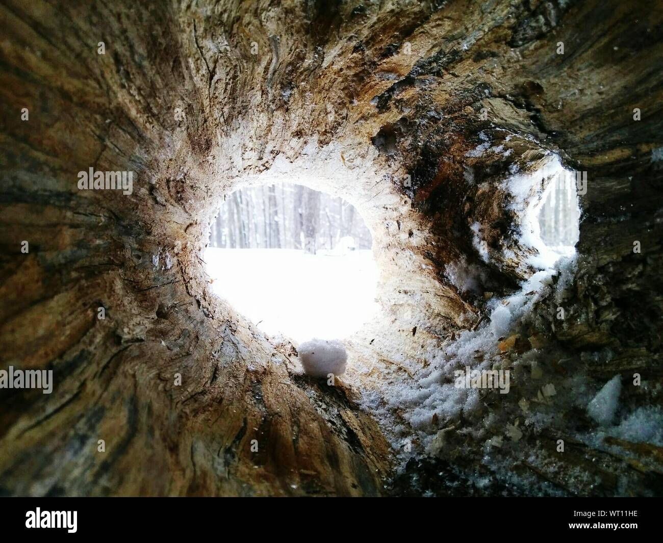 Holes in tree hires stock photography and images Alamy