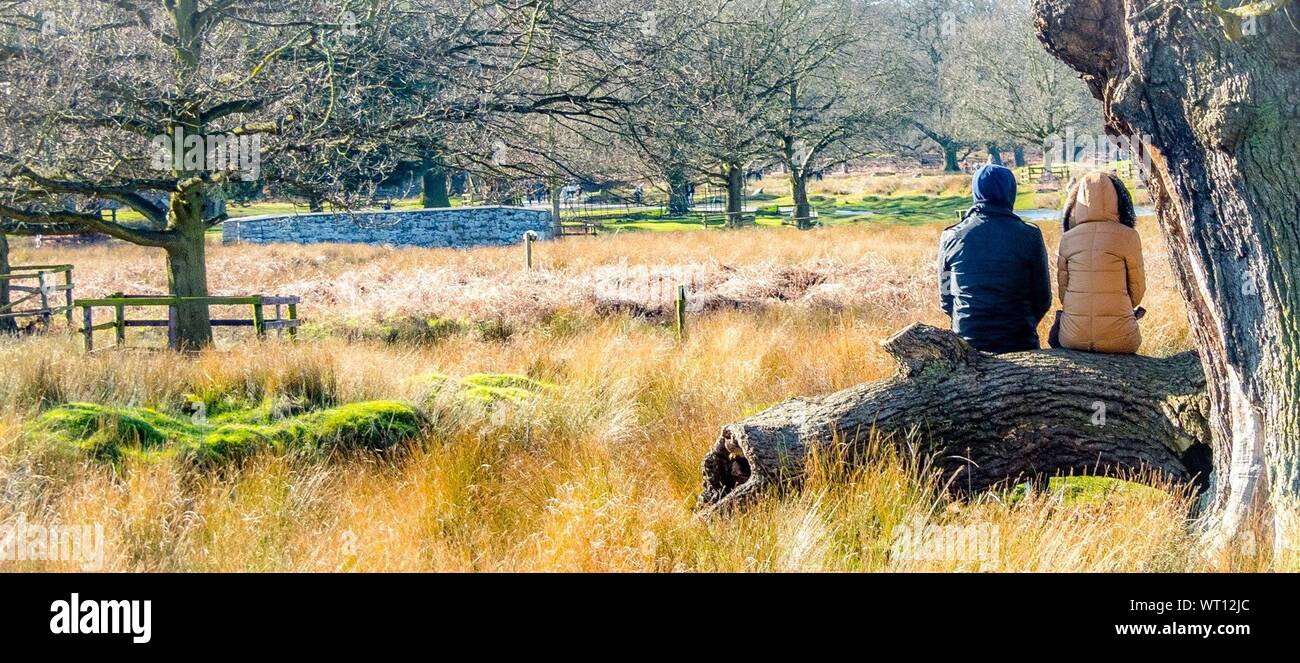 Panoramic View People Sitting On Tree Trunk At Bradgate Park Stock Photo