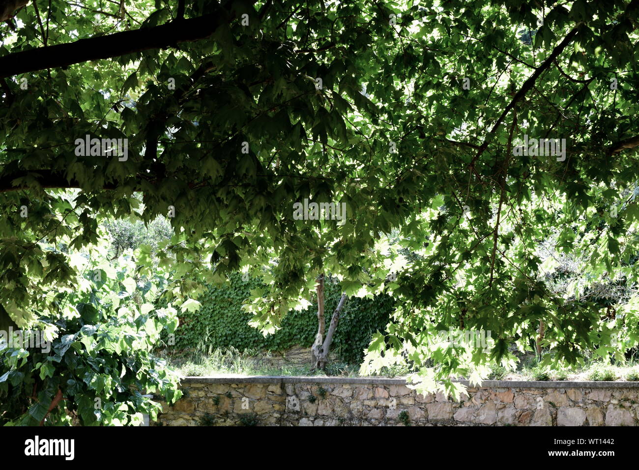 plants, trees, garden, landscape, field Stock Photo - Alamy