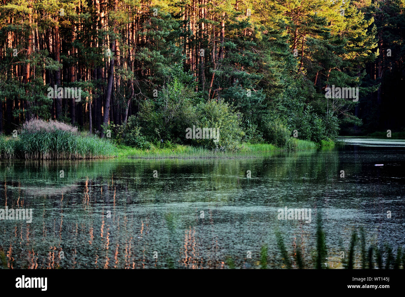 Beautiful old pond lit by the evening sun Stock Photo - Alamy