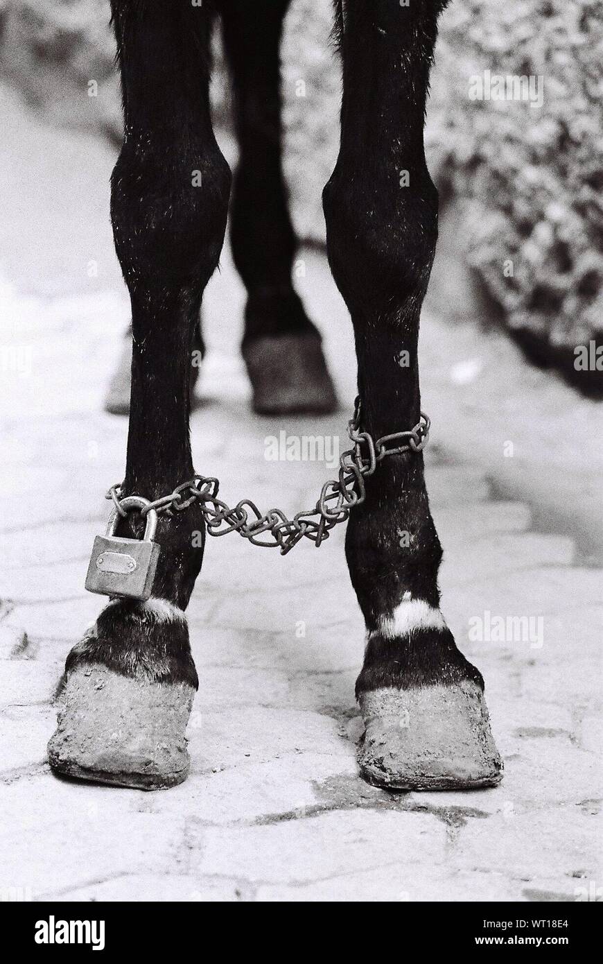 Horse Leg High Resolution Stock Photography and Images Alamy