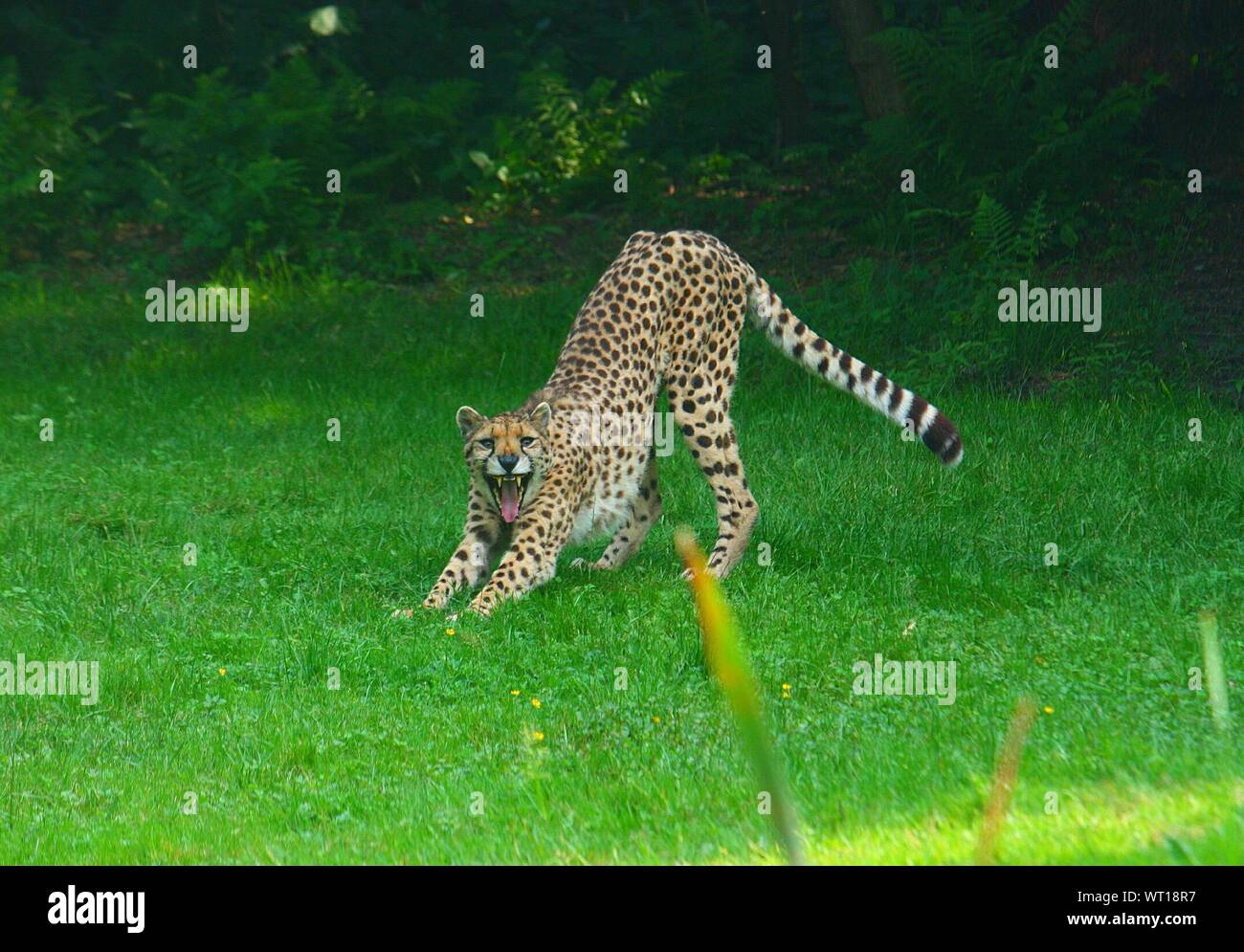 Cheetah On Grass Stock Photo - Alamy