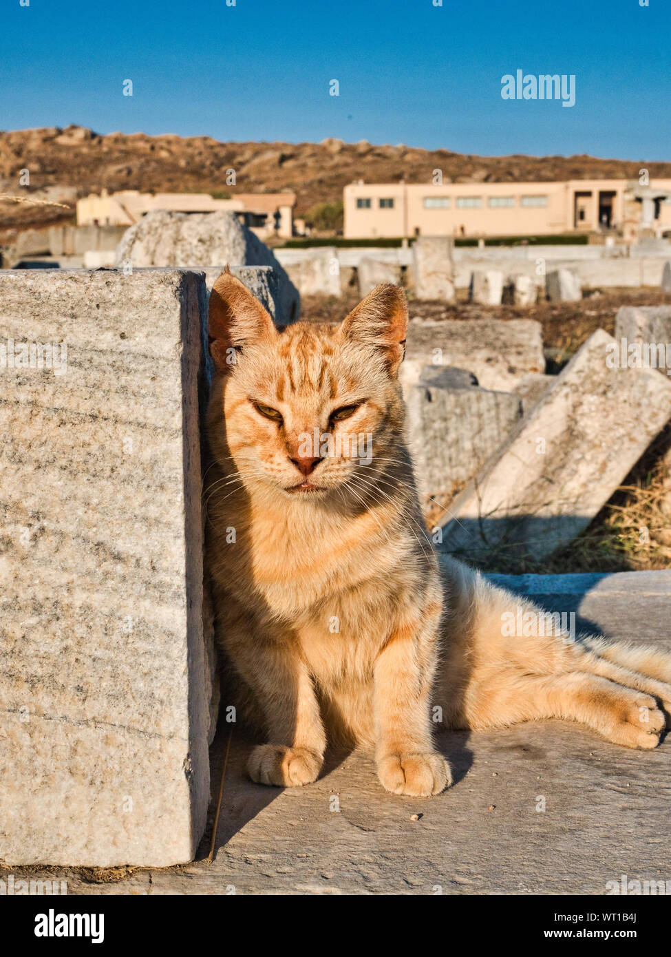 Adorable lazy red cat lying outdoors leaning on stone squinting and looking at camera with ancient ruins behind on Delos Greece Stock Photo