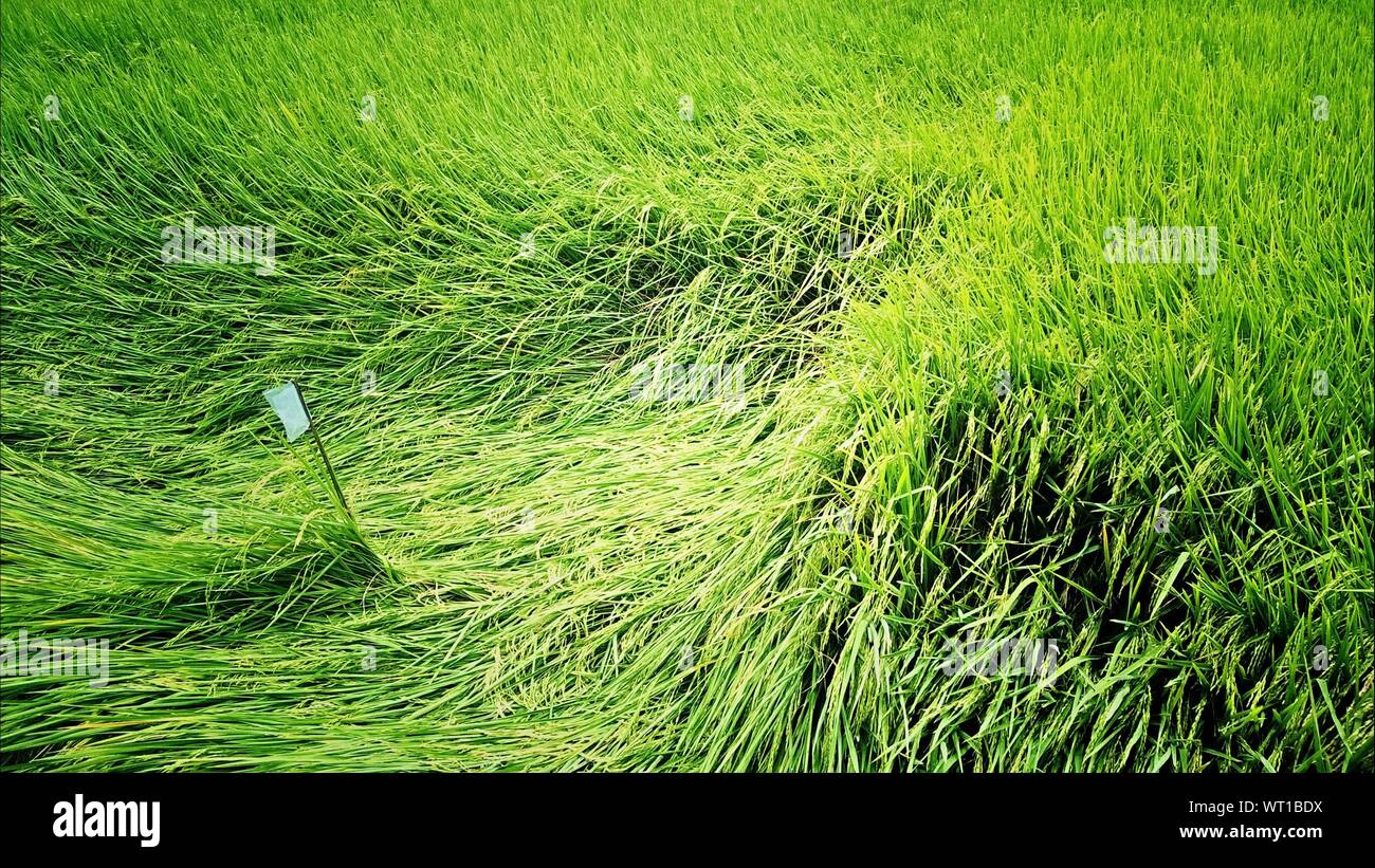 Full Frame Shot Of Wheat Field Stock Photo