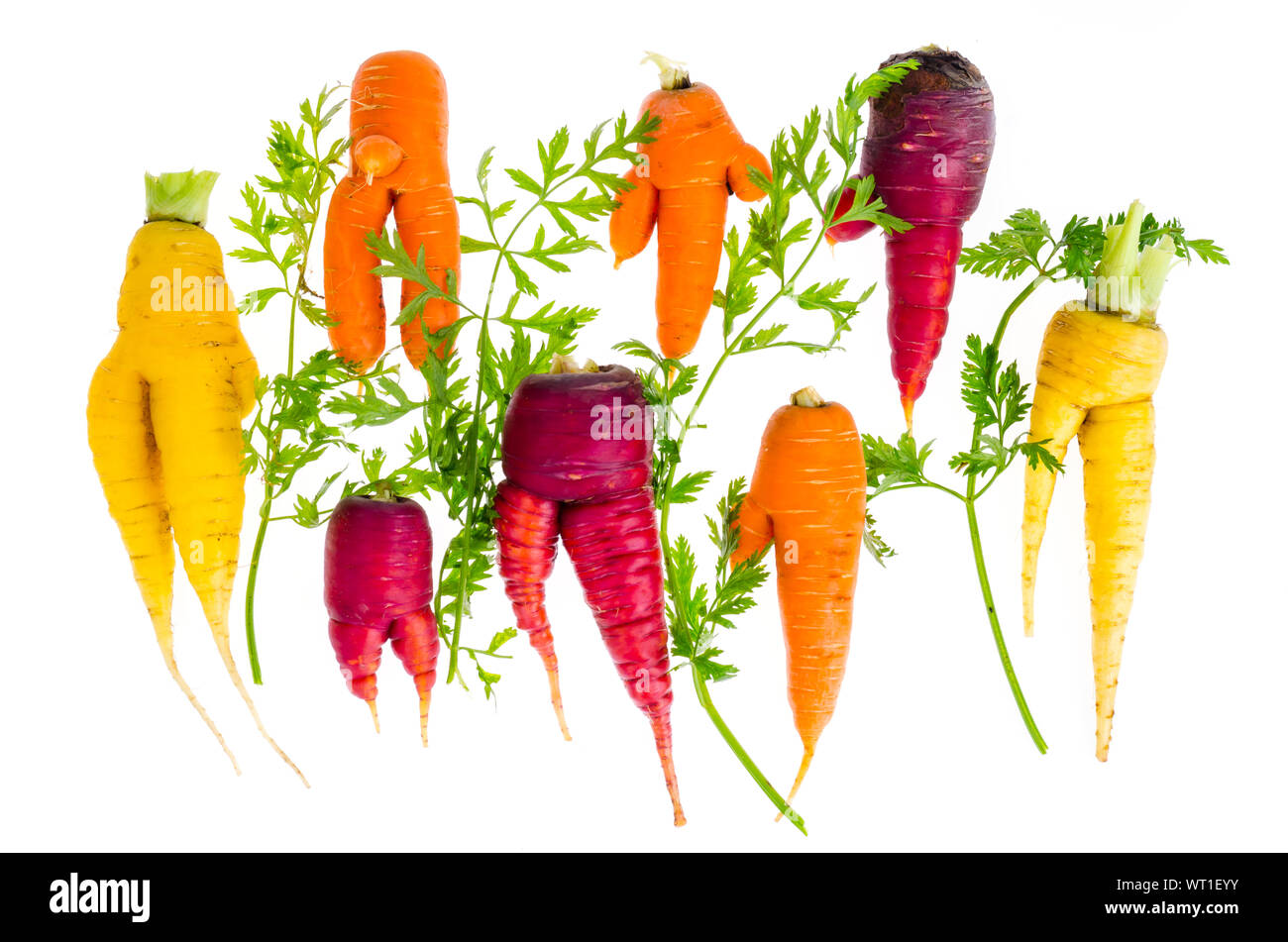 Ugly, deformed fresh organic carrots different color. Studio Photo Stock Photo