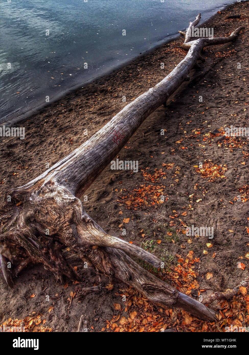 Driftwood At Water Side Stock Photo