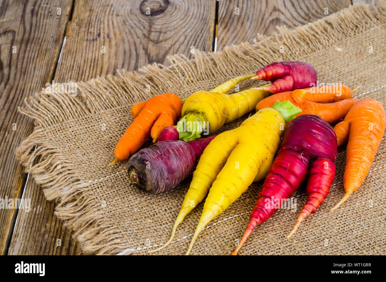 Ugly, deformed fresh organic carrots different color. Studio Photo