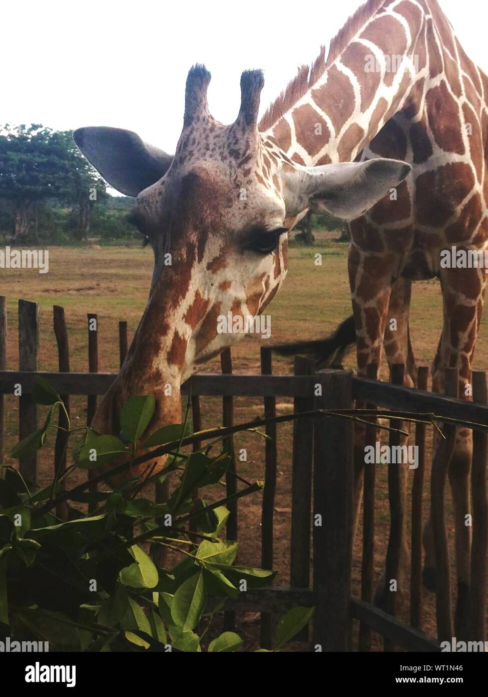Giraffe eating plant hi-res stock photography and images - Alamy