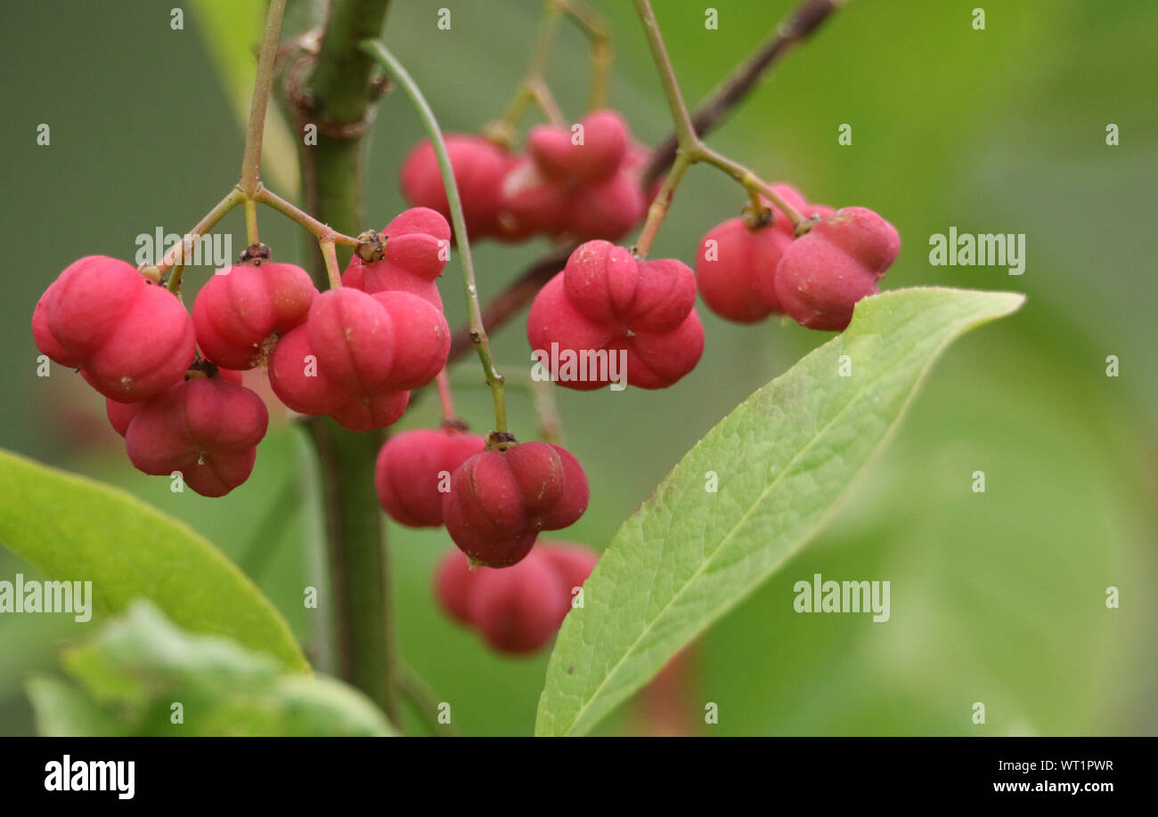 Euonymus Alatus Winged Spindle